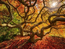 Liście, Drzewo, Jesień, Przyroda, Klon japoński